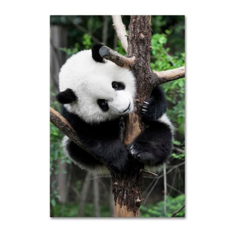 Philippe Hugonnard 'Giant Panda IV' Canvas Art,12x19